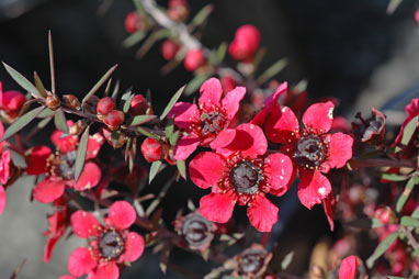 APII jpeg image of Leptospermum 'Wiri Donna'  © contact APII