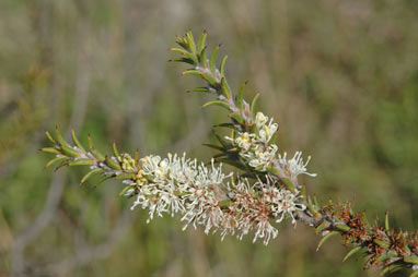 APII jpeg image of Hakea costata  © contact APII