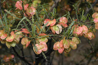 APII jpeg image of Dodonaea lobulata  © contact APII