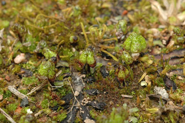 APII jpeg image of Asterella drummondii  © contact APII