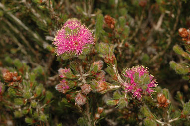 APII jpeg image of Melaleuca trichophylla  © contact APII