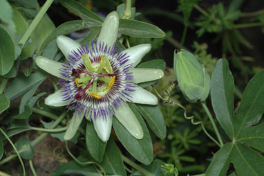 APII jpeg image of Passiflora caerulea  © contact APII