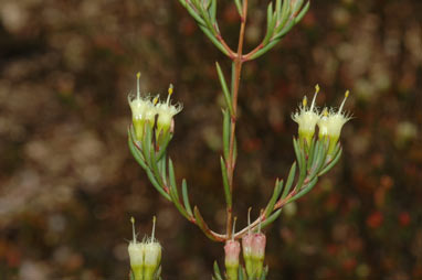 APII jpeg image of Homoranthus biflorus  © contact APII