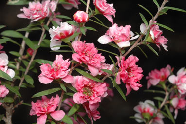 APII jpeg image of Leptospermum scoparium 'Coral Candy'  © contact APII