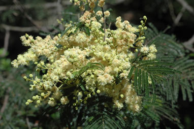 APII jpeg image of Acacia mearnsii  © contact APII