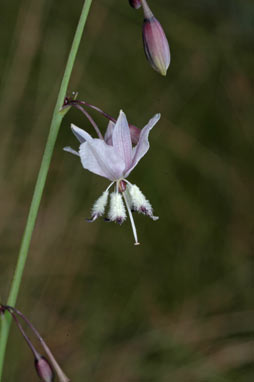 APII jpeg image of Arthropodium milleflorum  © contact APII