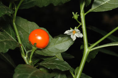 APII jpeg image of Solanum pseudocapsicum  © contact APII