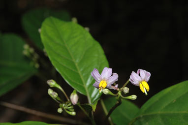 APII jpeg image of Solanum viridifolium  © contact APII