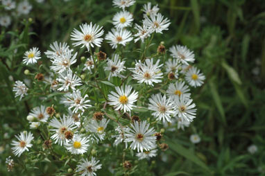 APII jpeg image of Symphyotrichum novi-belgii  © contact APII