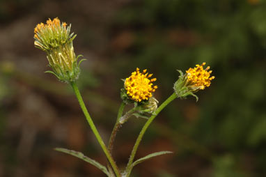 APII jpeg image of Bidens pilosa  © contact APII