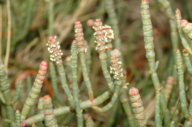 APII jpeg image of Sarcocornia quinqueflora subsp. quinqueflora  © contact APII