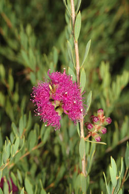 APII jpeg image of Melaleuca thymifolia  © contact APII