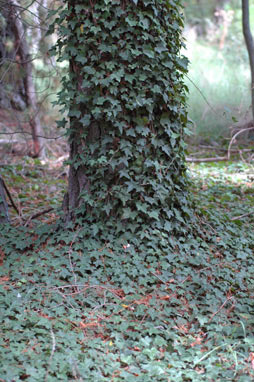 APII jpeg image of Hedera helix  © contact APII