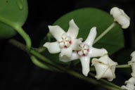 Hoya australis