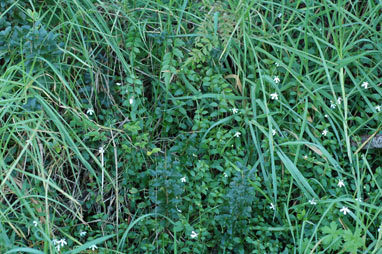 APII jpeg image of Lobelia purpurascens  © contact APII