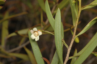 APII jpeg image of Eremophila deserti  © contact APII