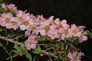 APII jpeg image of Leptospermum squarrosum  © contact APII