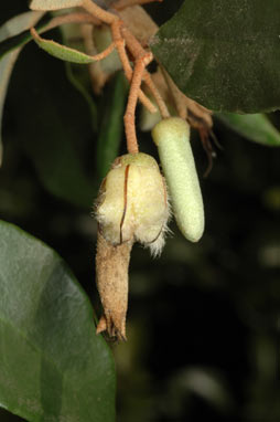 APII jpeg image of Correa lawrenceana var. glandulifera  © contact APII