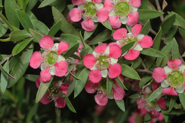 APII jpeg image of Leptospermum 'Aphrodite'  © contact APII