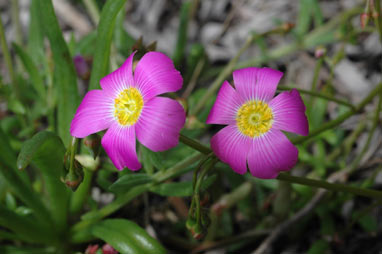 APII jpeg image of Calandrinia polyandra  © contact APII