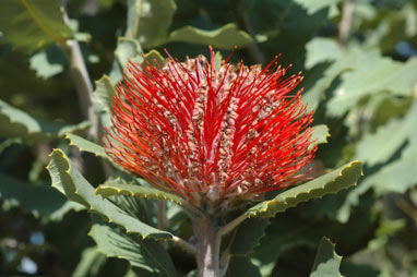 APII jpeg image of Banksia coccinea  © contact APII