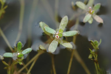 APII jpeg image of Crassula natans var. minus  © contact APII