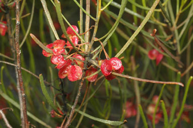 APII jpeg image of Dodonaea viscosa subsp. angustissima  © contact APII