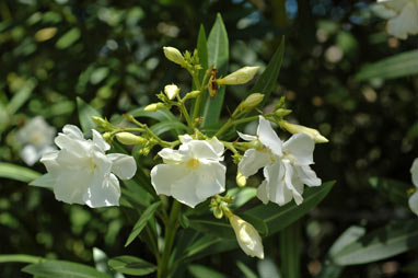 APII jpeg image of Nerium oleander  © contact APII