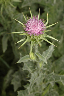 APII jpeg image of Silybum marianum  © contact APII