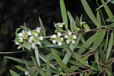 APII jpeg image of Leptospermum brachyandrum  © contact APII