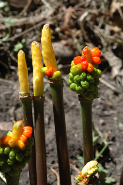 APII jpeg image of Arum italicum  © contact APII