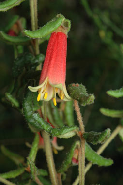 APII jpeg image of Correa reflexa var. scabridula  © contact APII