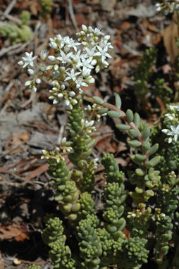 APII jpeg image of Sedum album  © contact APII