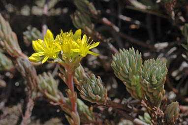 APII jpeg image of Sedum rupestre  © contact APII