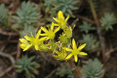 APII jpeg image of Sedum rupestre  © contact APII