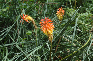 APII jpeg image of Kniphofia uvaria  © contact APII