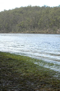 APII jpeg image of Zostera muelleri  © contact APII