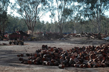 APII jpeg image of Eucalyptus camaldulensis  © contact APII