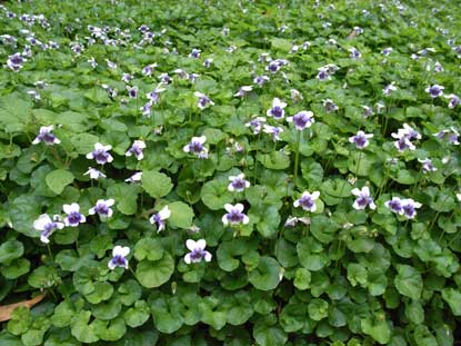 APII jpeg image of Viola hederacea  © contact APII