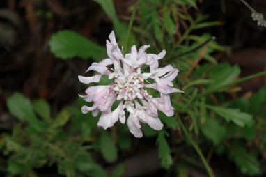 APII jpeg image of Scabiosa atropurpurea  © contact APII