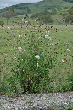 APII jpeg image of Scabiosa atropurpurea  © contact APII