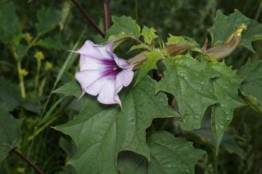 APII jpeg image of Datura stramonium  © contact APII