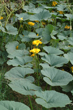 APII jpeg image of Cucurbita maxima  © contact APII