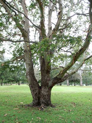 APII jpeg image of Corymbia torelliana  © contact APII