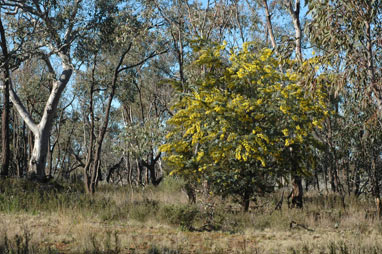 APII jpeg image of Acacia baileyana  © contact APII