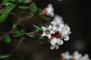 APII jpeg image of Cryptandra lanosiflora  © contact APII