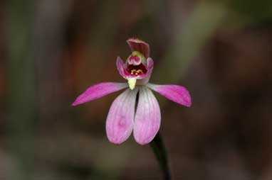 APII jpeg image of Petalochilus mentiens  © contact APII