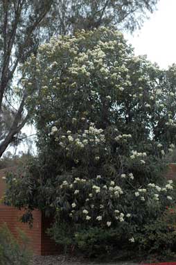 APII jpeg image of Corymbia eximia  © contact APII