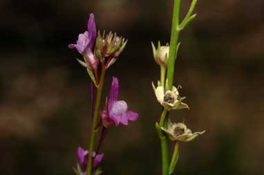 APII jpeg image of Linaria pelisseriana  © contact APII