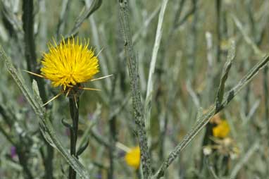 APII jpeg image of Centaurea solstitialis  © contact APII